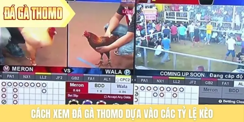 Cách xem đá gà Thomo dựa vào các tỷ lệ kèo