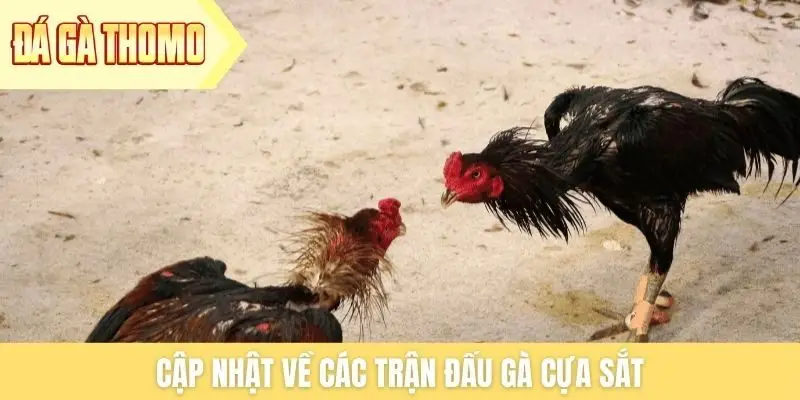 Cập nhật về các trận đấu gà cựa sắt