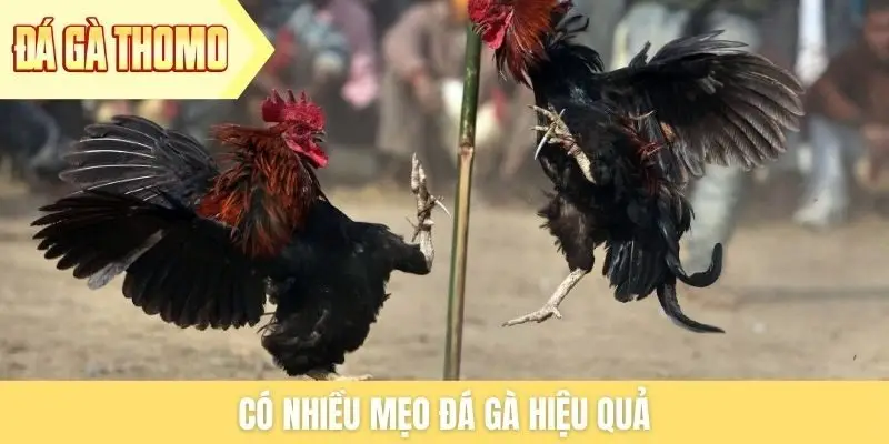 Có nhiều mẹo đá gà hiệu quả