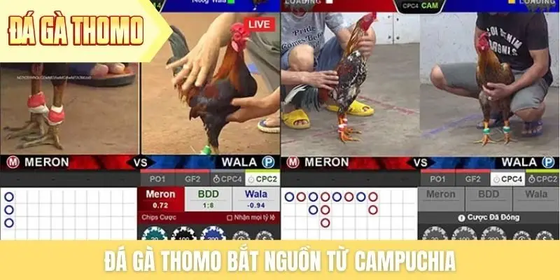 Đá gà Thomo bắt nguồn từ Campuchia