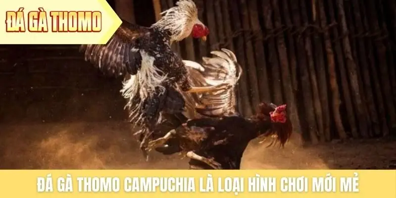 Đá gà Thomo Campuchia là loại hình chơi mới mẻ
