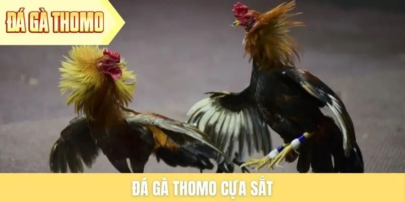 da-ga-thomo-cua-sat