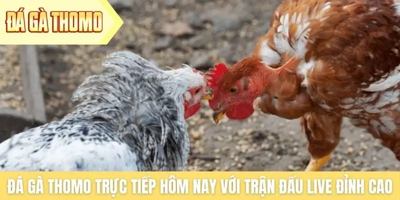 Đá gà Thomo trực tiếp hôm nay với trận đấu live đỉnh cao