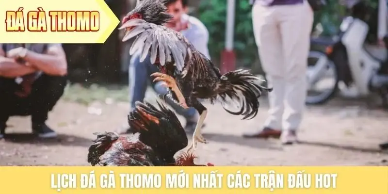 Lịch đá gà Thomo mới nhất các trận đấu HOT