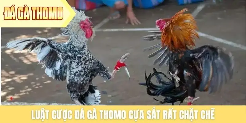 Luật cược đá gà Thomo cựa sắt rất chặt chẽ