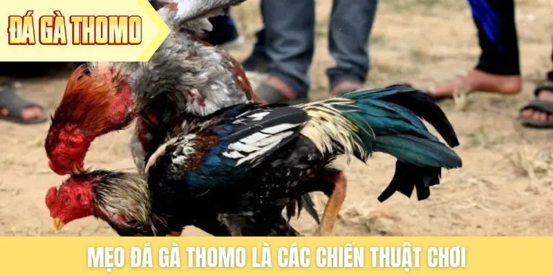 Mẹo đá gà Thomo  là các chiến thuật chơi