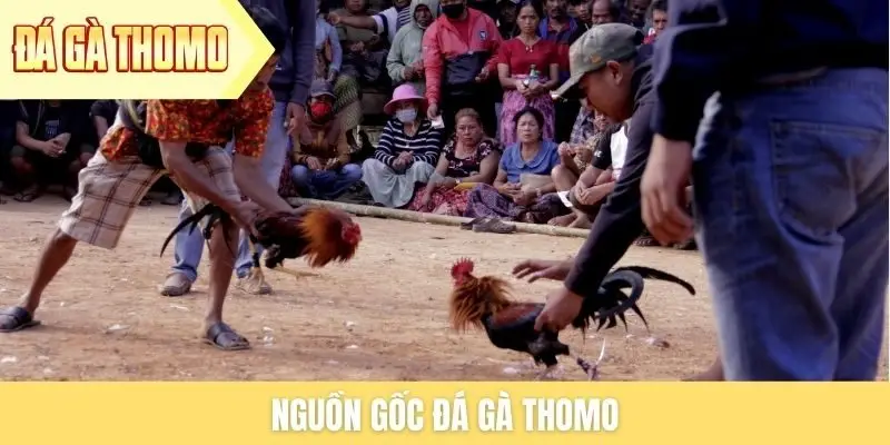 nguon-goc-da-ga-thomo