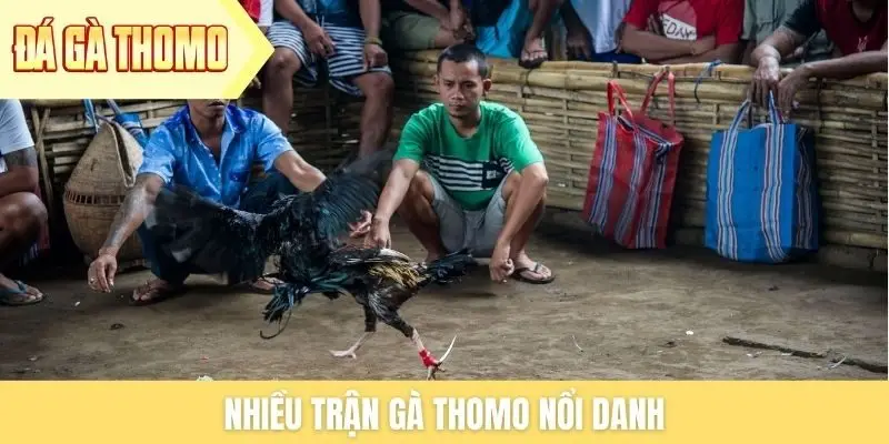 Nhiều trận gà Thomo nổi danh