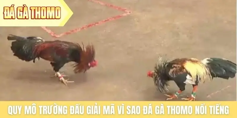 Quy mô trường đấu giải mã vì sao đá gà Thomo nổi tiếng