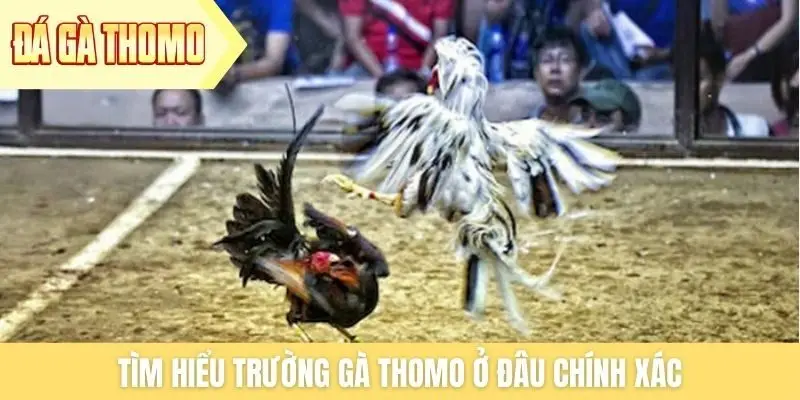 Tìm hiểu trường gà Thomo ở đâu chính xác