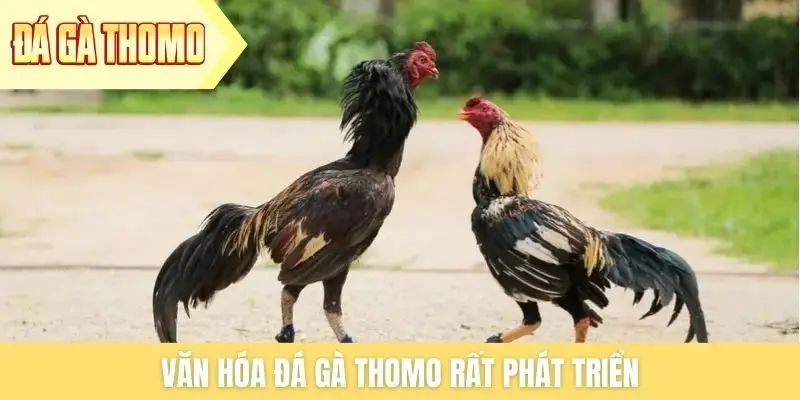 Văn hóa đá gà Thomo rất phát triển