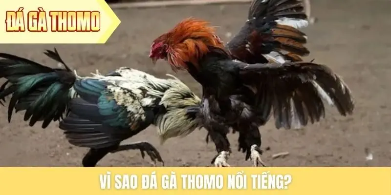 vi-sao-da-ga-thomo-noi-tieng