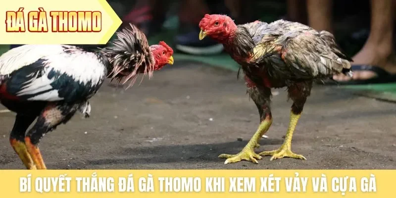 Bí quyết thắng đá gà Thomo khi xem xét vảy và cựa gà