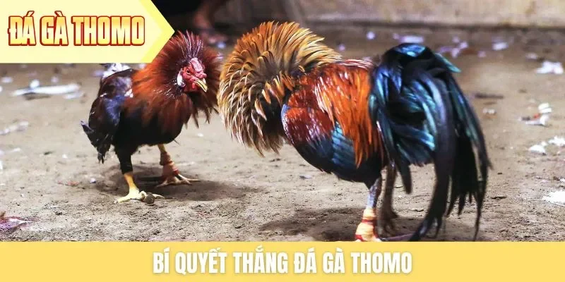 bi-quyet-thang-da-ga-thomo