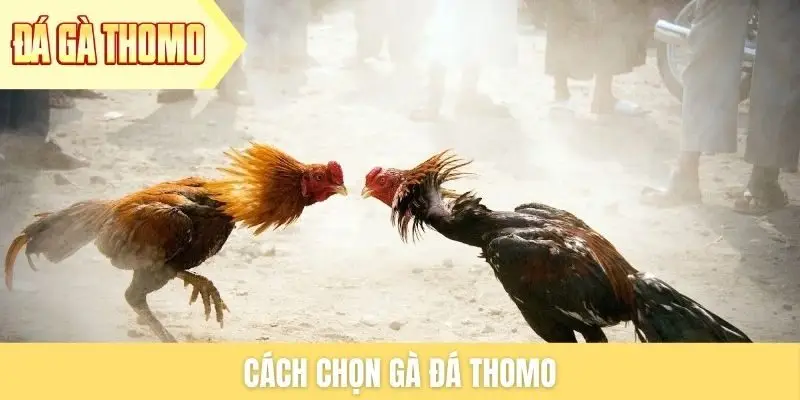cach-chon-ga-da-thomo