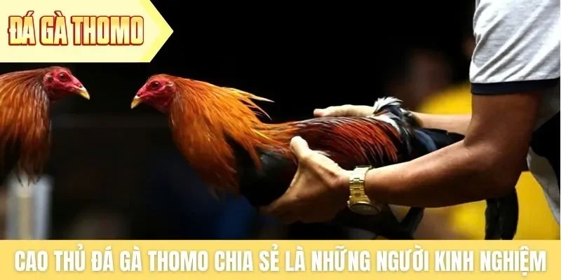 Cao thủ đá gà Thomo chia sẻ là những người có kinh nghiệm