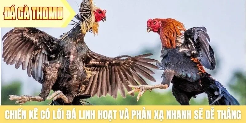 Chiến kê có lối đá linh hoạt và phản xạ nhanh sẽ dễ thắng