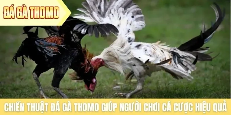 Chiến thuật đá gà Thomo giúp người chơi cá cược hiệu quả