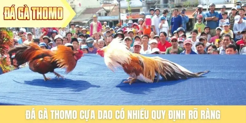 Đá gà Thomo cựa dao có nhiều quy định rõ ràng