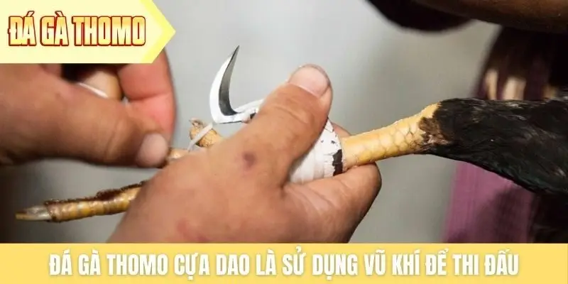 Đá gà Thomo cựa dao là sử dụng vũ khí để thi đấu