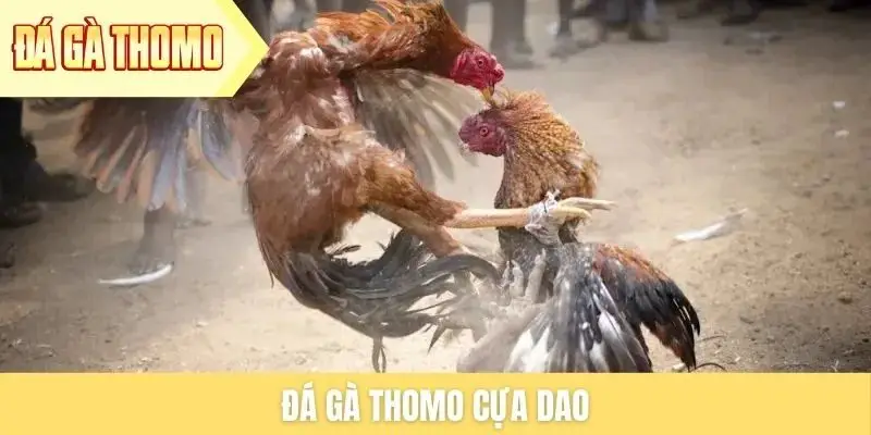 da-ga-thomo-cua-dao
