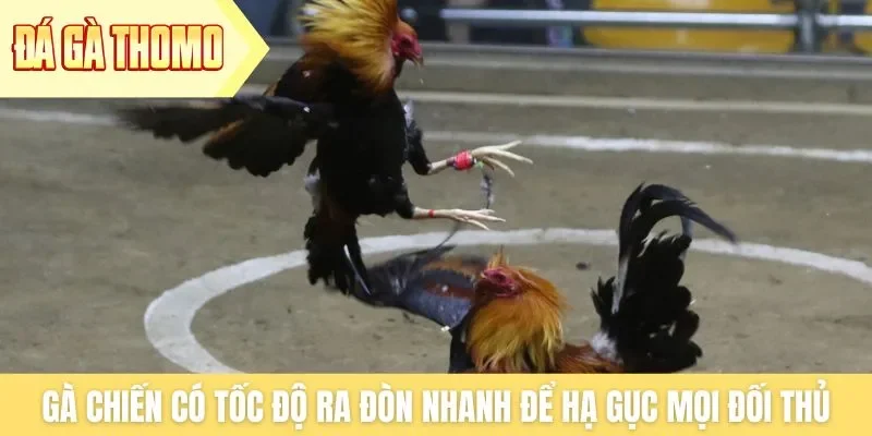 Gà chiến có tốc độ ra đòn nhanh để hạ gục mọi đối thủ