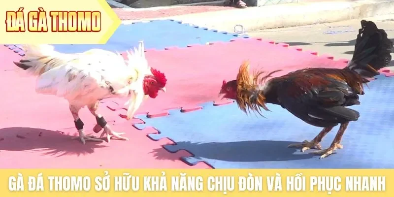 Gà đá Thomo sở hữu khả năng chịu đòn và hồi phục nhanh