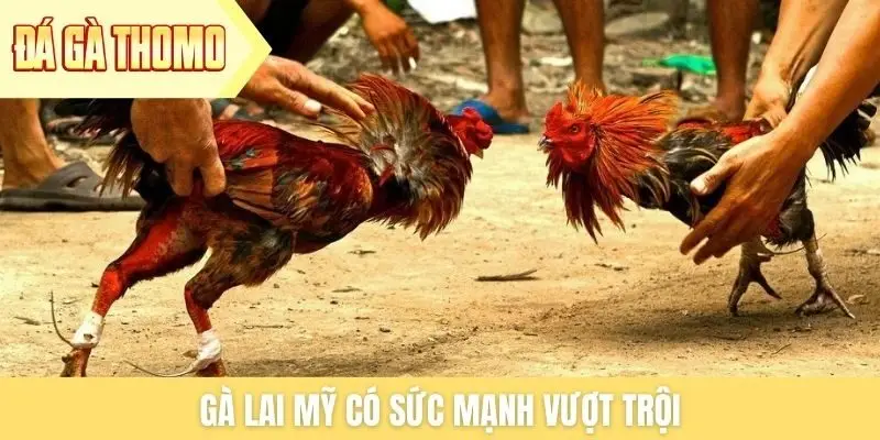 Gà lai Mỹ có sức mạnh vượt trội