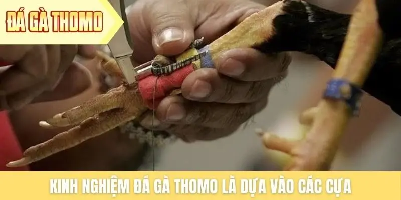 Kinh nghiệm đá gà Thomo là dựa vào các cựa