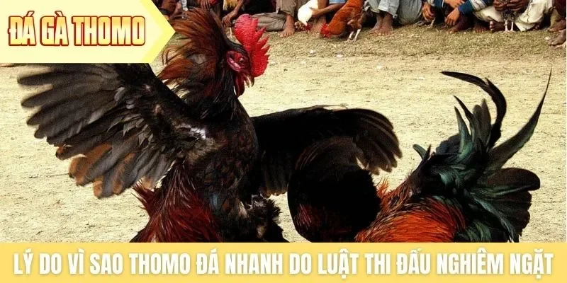 Lý do vì sao Thomo đá nhanh do luật thi đấu nghiêm ngặt