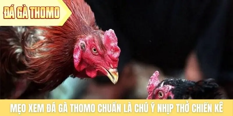 Mẹo xem đá gà Thomo chuẩn là chú ý nhịp thở chiến kê