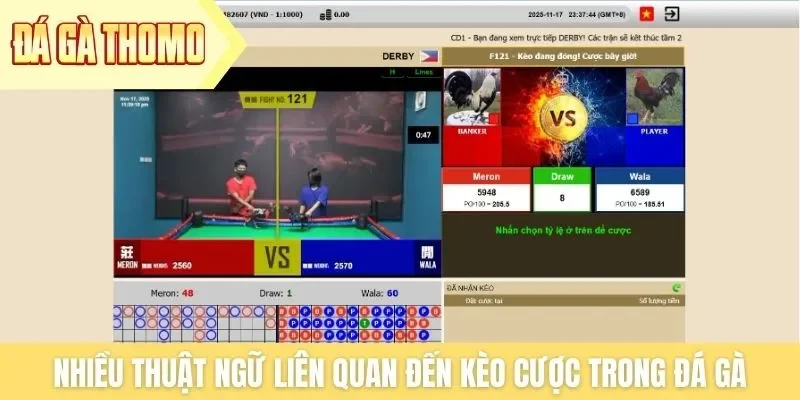 Nhiều thuật ngữ liên quan đến kèo cược trong trận đấu đá gà