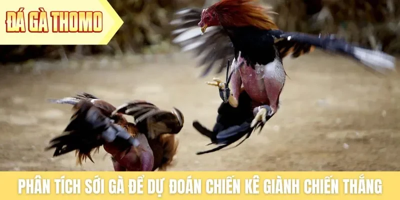 Phân tích sới gà chi tiết để dự đoán chiến kê giành chiến thắng