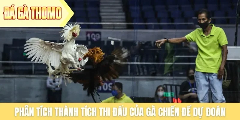 Phân tích thành tích thi đấu của gà chiến để dự đoán