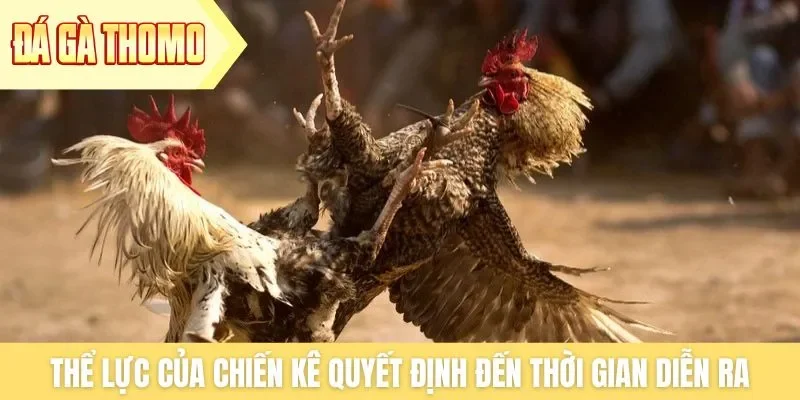 Thể lực của chiến kê quyết định đến thời gian diễn ra