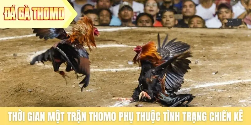 Thời gian một trận Thomo phụ thuộc vào tình trạng chiến kê