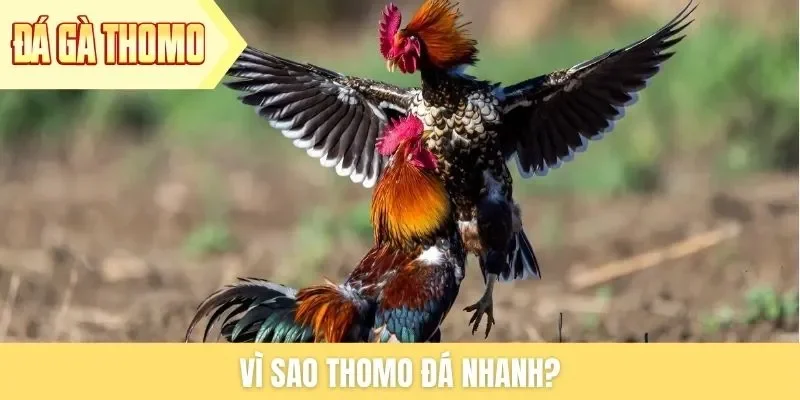 vi-sao-thomo-da-nhanh