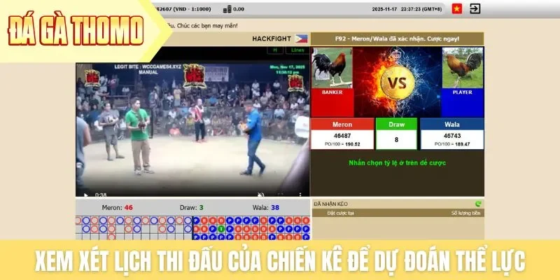 Xem xét lịch thi đấu của chiến kê để dự đoán thể lực