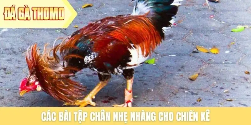 Các bài tập chân nhẹ nhàng cho chiến kê