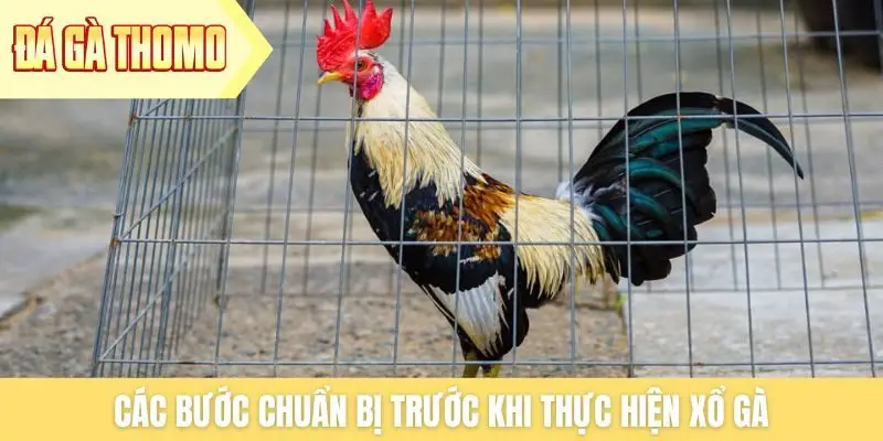 Các bước chuẩn bị trước khi thực hiện xổ gà