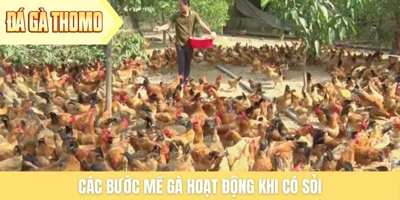 Các bước mề gà hoạt động khi có sỏi