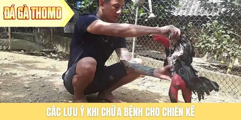 Các lưu ý khi chữa bệnh cho chiến kê