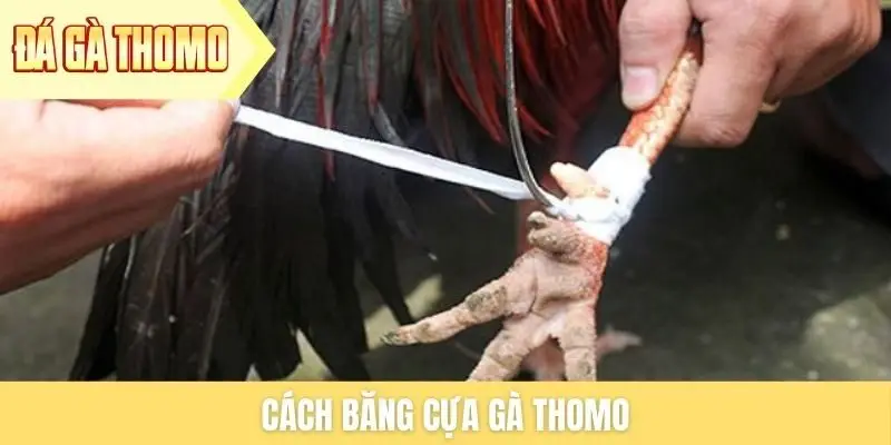 Cách băng cựa gà Thomo