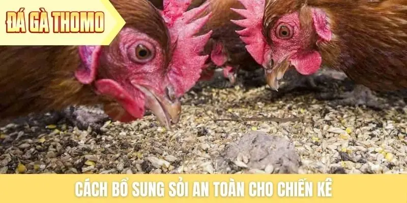 Cách bổ sung sỏi an toàn cho chiến kê