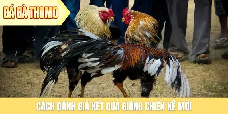 Cách đánh giá kết quả giống chiến kê mới