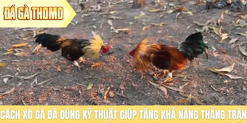 Cách xổ gà đá đúng kỹ thuật giúp tăng khả năng thắng trận