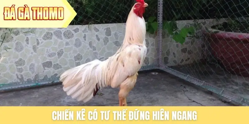 Chiến kê có tư thế đứng hiên ngang