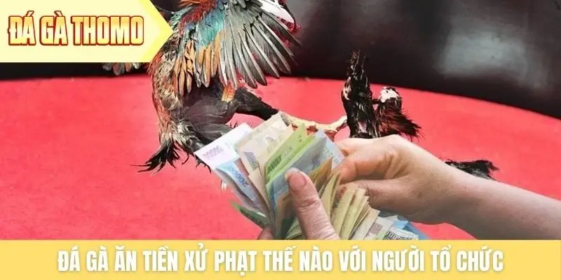 Đá gà ăn tiền xử phạt thế nào với người tổ chức