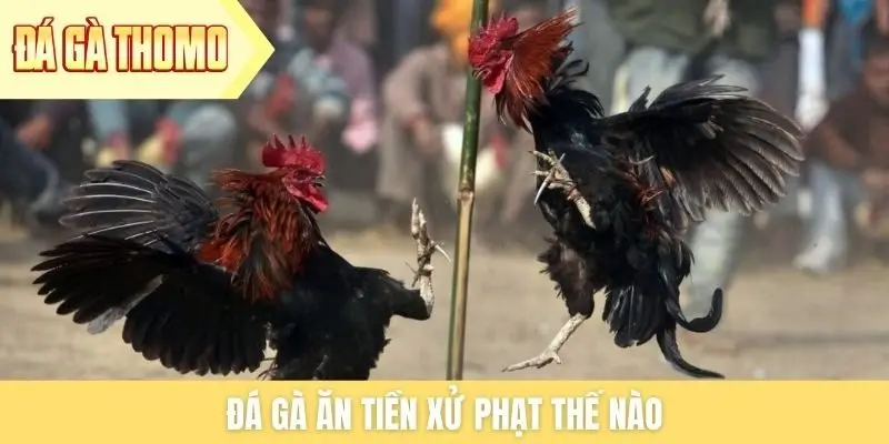 Đá gà ăn tiền xử phạt thế nào