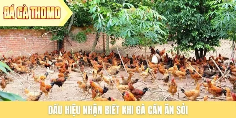 Dấu hiệu nhận biết khi gà cần ăn sỏi